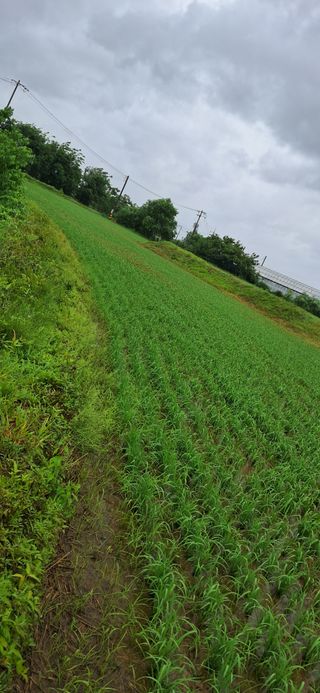 이복길님의 벼 · 영농일지 작성글 사진