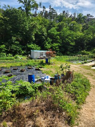 꾸지뽕 차님의 블루베리 · 영농일지 작성글 사진