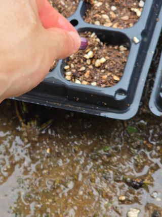 땍은이님의 옥수수 · 영농일지 작성글 사진
