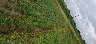 이복길님의 벼 · 영농일지 작성글 사진