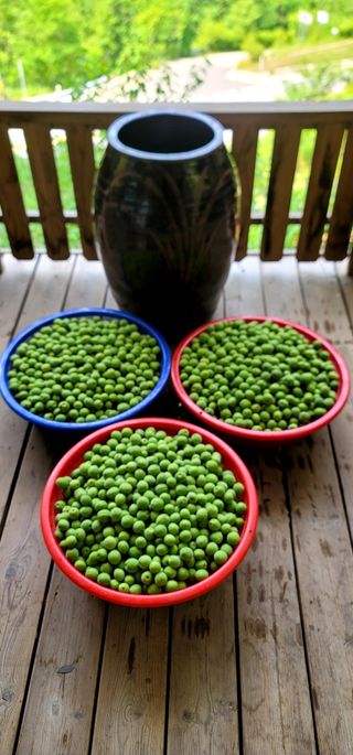 산솔바람님의 기타작물 · 영농일지 작성글 사진