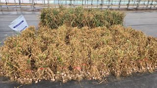 최경숙님의 마늘 · 영농일지 작성글 사진