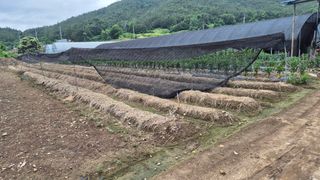 임상옥님의 기타작물 · 영농일지 작성글 사진