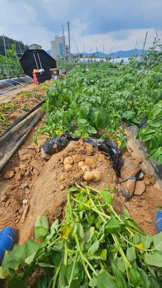 김동길님의 감자 · 영농일지 작성글 사진