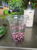 팜모닝 옥수수·영농일지 게시글 이미지