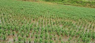 이복길님의 벼 · 영농일지 작성글 사진