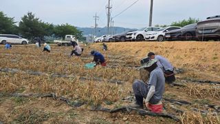 최경숙님의 마늘 · 영농일지 작성글 사진