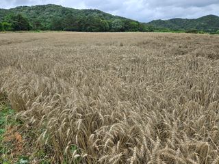 정양면 님의 기타작물 · 영농일지 작성글 사진