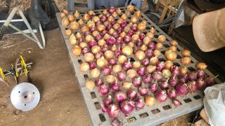 정인재님의 기타작물 · 영농일지 작성글 사진