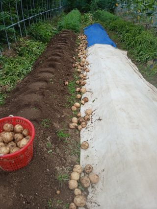고구마20973님의 감자 · 영농일지 작성글 사진