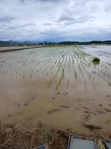 팜모닝 벼·영농일지 게시글 이미지