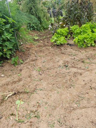 신재승님의 기타작물 · 영농일지 작성글 사진