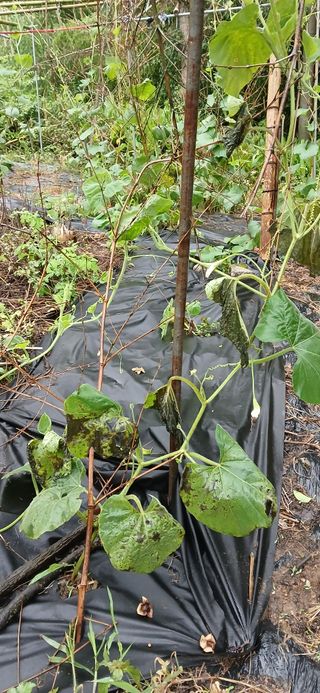 우철님의 기타작물 · 영농일지 작성글 사진