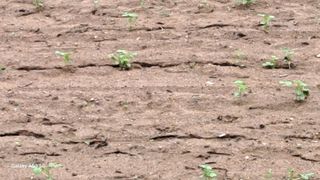 조연만님의 포도 · 영농일지 작성글 사진