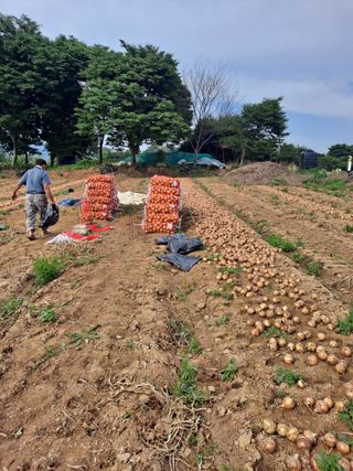 김순희님의 양파 · 영농일지 작성글 사진