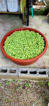 팜모닝 기타작물·영농일지 게시글 이미지