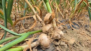 최경숙님의 마늘 · 영농일지 작성글 사진