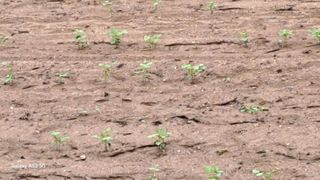 조연만님의 포도 · 영농일지 작성글 사진