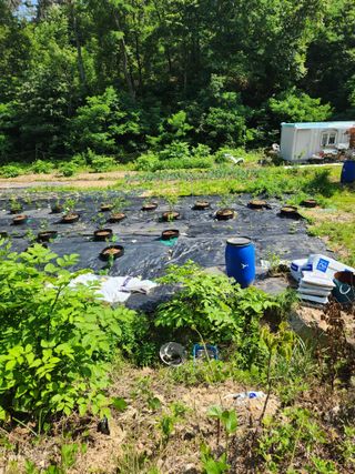 꾸지뽕 차님의 블루베리 · 영농일지 작성글 사진