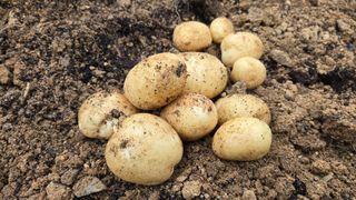 최경숙님의 감자 · 영농일지 작성글 사진