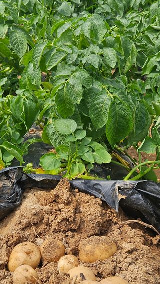 김동길님의 감자 · 영농일지 작성글 사진