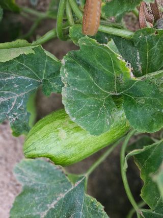 유명숙님의 참깨 · 영농일지 작성글 사진