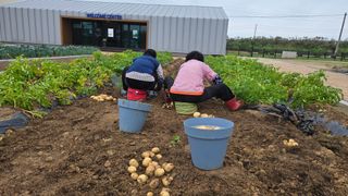 최경숙님의 감자 · 영농일지 작성글 사진