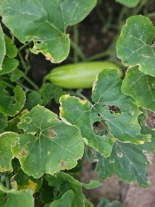 유명숙님의 참깨 · 영농일지 작성글 사진