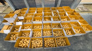 최경숙님의 감자 · 영농일지 작성글 사진