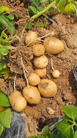 팜모닝 감자·영농일지 게시글 이미지