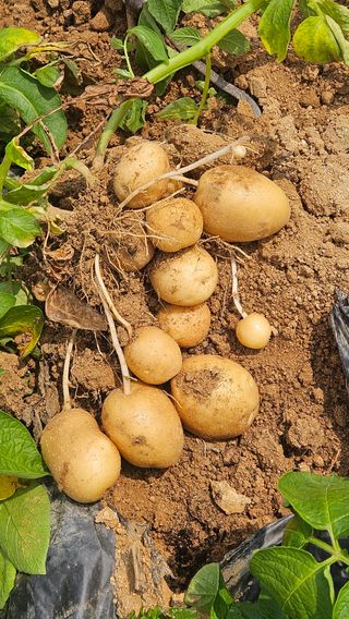김동길님의 감자 · 영농일지 작성글 사진