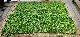 산솔바람님의 기타작물 · 영농일지 작성글 사진