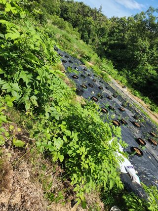 꾸지뽕 차님의 블루베리 · 영농일지 작성글 사진