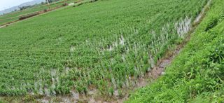 이복길님의 벼 · 영농일지 작성글 사진