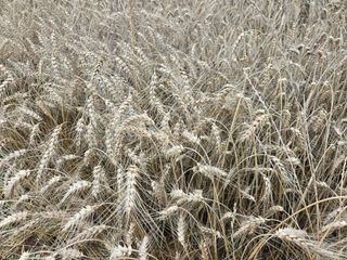 정양면 님의 기타작물 · 영농일지 작성글 사진