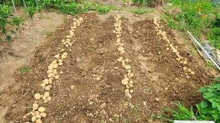 김영규님의 감자 · 영농일지 작성글 사진