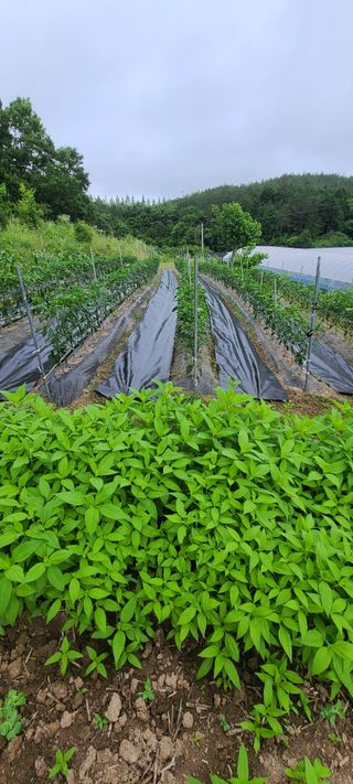 조희경님의 기타작물 · 영농일지 작성글 사진