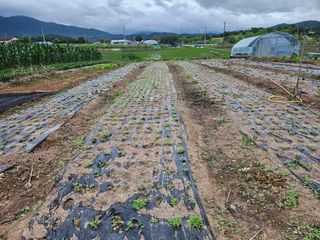유명숙님의 참깨 · 영농일지 작성글 사진
