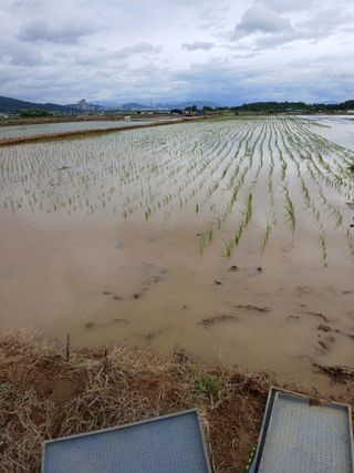 고구마20973님의 벼 · 영농일지 작성글 사진