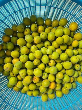 유명숙님의 참깨 · 영농일지 작성글 사진