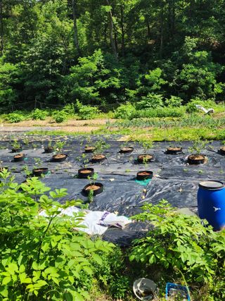 꾸지뽕 차님의 블루베리 · 영농일지 작성글 사진