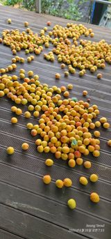 팜모닝 기타작물·영농일지 게시글 이미지