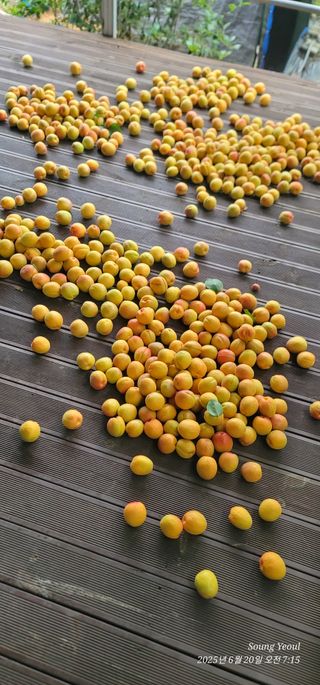 엄성열님의 기타작물 · 영농일지 작성글 사진