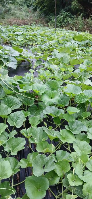 우철님의 기타작물 · 영농일지 작성글 사진