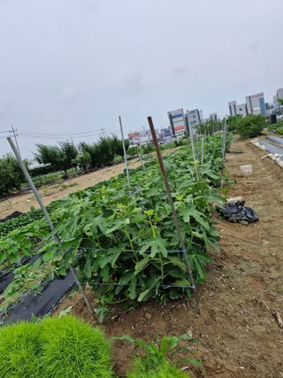 박치원님의 기타작물 · 영농일지 작성글 사진