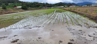 김형환 님의 벼 · 영농일지 작성글 사진