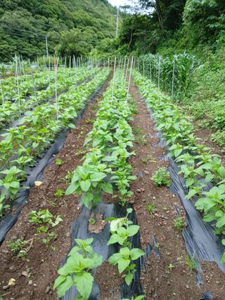 이종득님의 기타작물 · 영농일지 작성글 사진