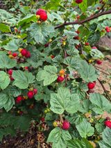 팜모닝 딸기·영농일지 게시글 이미지