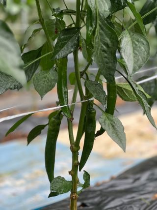 엘림농장님의 고추 · 영농일지 작성글 사진