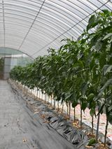 팜모닝 고추·영농일지 게시글 이미지